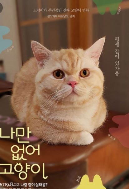 나만 없어 고양이